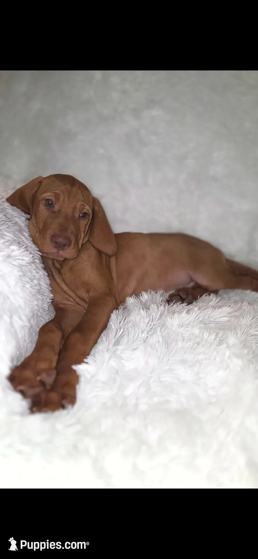 Male #1, a male Vizsla for sale in Roanoke, VA – 1 of 9