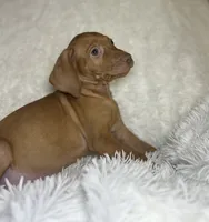 Max , a male Vizsla for sale in Roanoke, VA – 5 of 7