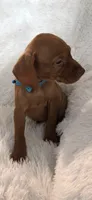 Little Harley, a male Vizsla for sale in Roanoke, VA – 7 of 9