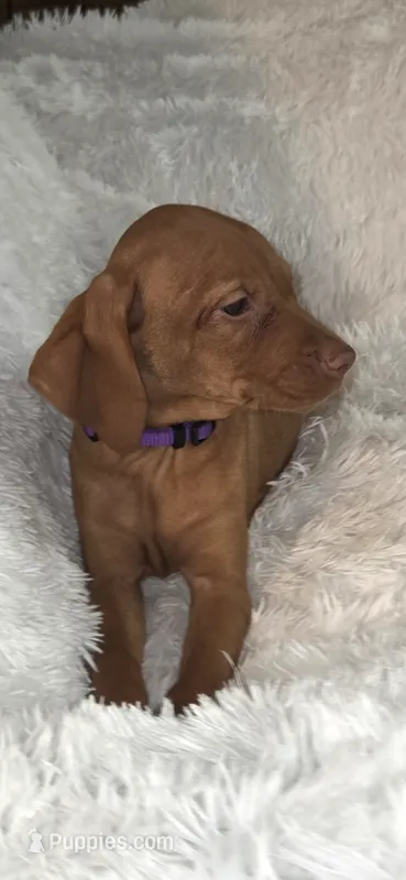Purple collar little Georgia  – Vizsla puppy for sale in Roanoke, VA