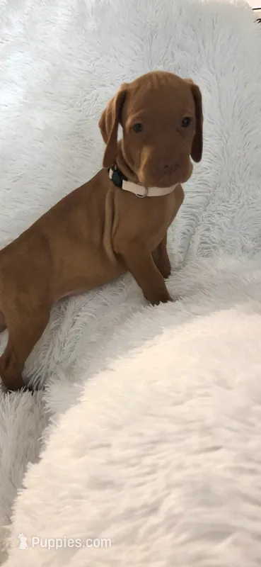 Cream collar girl – Vizsla puppy for sale in Roanoke, VA