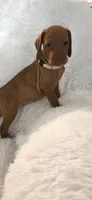 Cream collar girl, a female Vizsla for sale in Roanoke, VA – 2 of 5