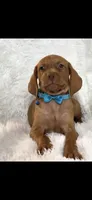 Little Harley, a male Vizsla for sale in Roanoke, VA – 2 of 9