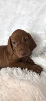 Black collar , a male Vizsla for sale in Roanoke, VA – 5 of 5