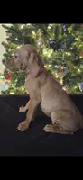 Little Sasha, a female Vizsla for sale in Roanoke, VA – Photo 3 of 3