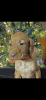 Little Sasha, a female Vizsla for sale in Roanoke, VA – Photo 1 of 3
