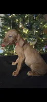 Little Sasha, a female Vizsla for sale in Roanoke, VA – Photo 2 of 3