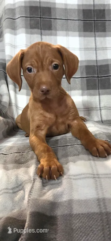 Male  – Vizsla puppy for sale in Roanoke, VA