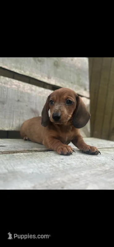 Blaze – Miniature Dachshund puppy for sale in Roanoke, VA