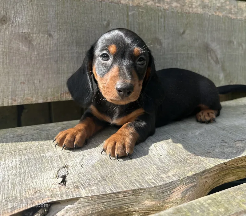 Little Bear – Miniature Dachshund puppy for sale in Roanoke, VA