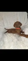 Orange collar , a female Vizsla for sale in Roanoke, VA – 3 of 8