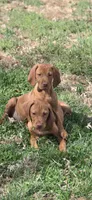 Male #2, a male Vizsla for sale in Roanoke, VA – Photo 4 of 7