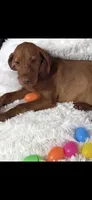 Little Harley, a male Vizsla for sale in Roanoke, VA – Photo 6 of 7