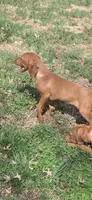 Male #2, a male Vizsla for sale in Roanoke, VA – Photo 7 of 7