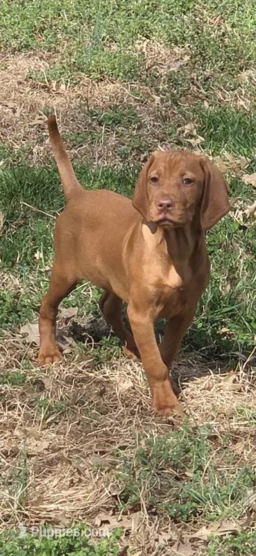 Male #2 – Vizsla puppy for sale in Roanoke, VA