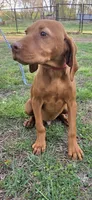 Little Harley, a male Vizsla for sale in Roanoke, VA – Photo 3 of 7