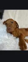 Male #2, a male Vizsla for sale in Roanoke, VA – Photo 2 of 7