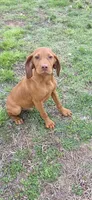 Little Harley, a male Vizsla for sale in Roanoke, VA – Photo 2 of 7