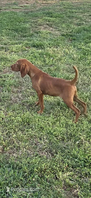 Little Harley – Vizsla puppy for sale in Roanoke, VA
