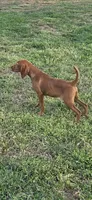 Little Harley, a male Vizsla for sale in Roanoke, VA – Photo 1 of 7