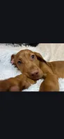 Male #2, a male Vizsla for sale in Roanoke, VA – Photo 1 of 7