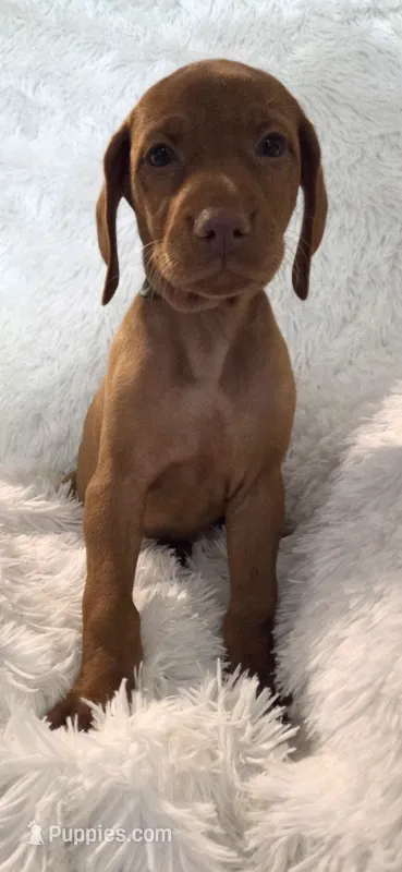 Female #2 – Vizsla puppy for sale in Roanoke, VA