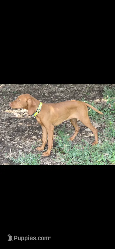 Female #1 – Vizsla puppy for sale in Roanoke, VA