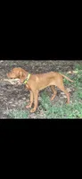 Female #1, a female Vizsla for sale in Roanoke, VA – 2 of 5