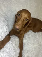 Maxine, a female Vizsla for sale in Roanoke, VA – 4 of 9