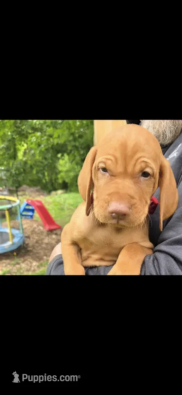 Male #1 – Vizsla puppy for sale in Roanoke, VA
