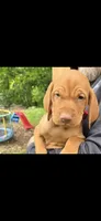 Male #1, a male Vizsla for sale in Roanoke, VA – 1 of 1