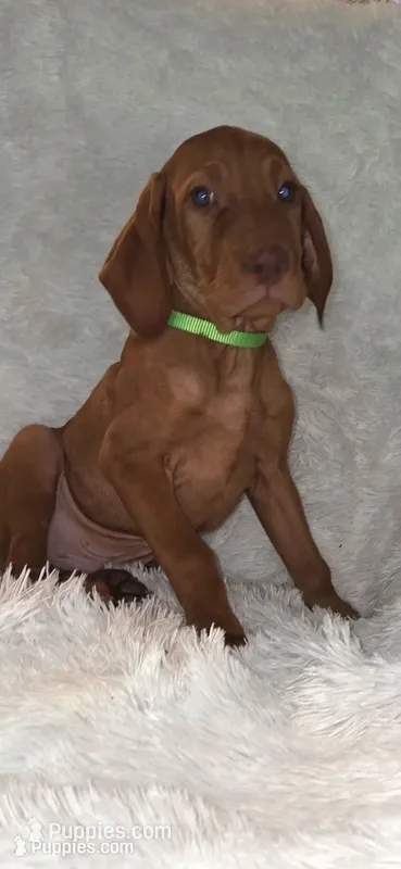 Male #1 – Vizsla puppy for sale in Roanoke, VA