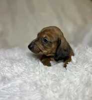 Blaze, a male Miniature Dachshund for sale in Roanoke, VA – 4 of 7