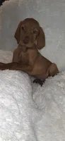 Male #1, a male Vizsla for sale in Roanoke, VA – 9 of 9