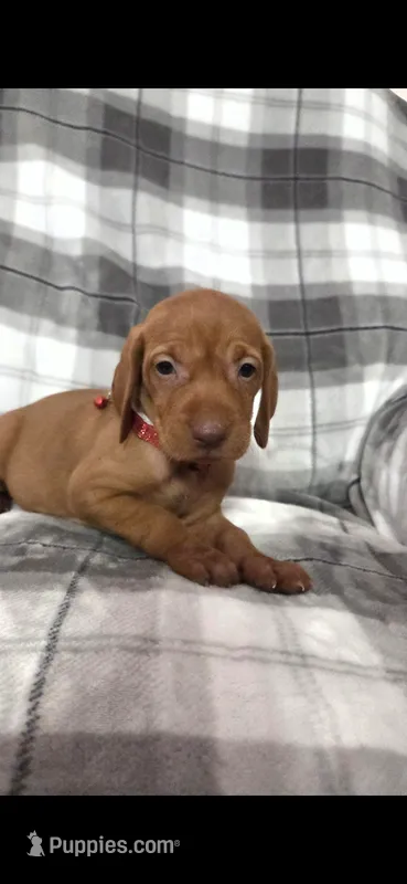 Female #1 – Vizsla puppy for sale in Roanoke, VA