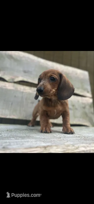 Blaze – Miniature Dachshund puppy for sale in Roanoke, VA