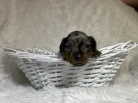 Sterling , a male Miniature Dachshund for sale in Roanoke, VA – Photo 6 of 10