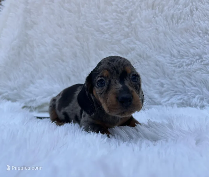 Sterling  – Miniature Dachshund puppy for sale in Roanoke, VA