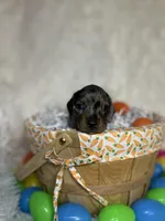 Sterling , a male Miniature Dachshund for sale in Roanoke, VA – Photo 8 of 10
