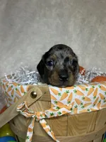 Sterling , a male Miniature Dachshund for sale in Roanoke, VA – Photo 1 of 10