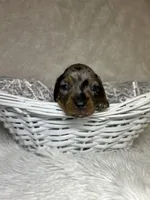 Sterling , a male Miniature Dachshund for sale in Roanoke, VA – Photo 2 of 10