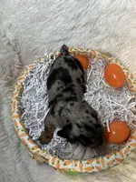 Sterling , a male Miniature Dachshund for sale in Roanoke, VA – Photo 9 of 10