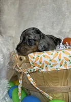 Sterling , a male Miniature Dachshund for sale in Roanoke, VA – Photo 3 of 10