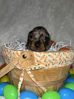 Sterling , a male Miniature Dachshund for sale in Roanoke, VA – Photo 7 of 10