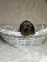 Sterling , a male Miniature Dachshund for sale in Roanoke, VA – Photo 4 of 10