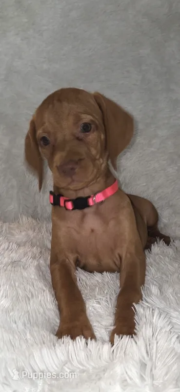 Sweet pea  – Vizsla puppy for sale in Roanoke, VA