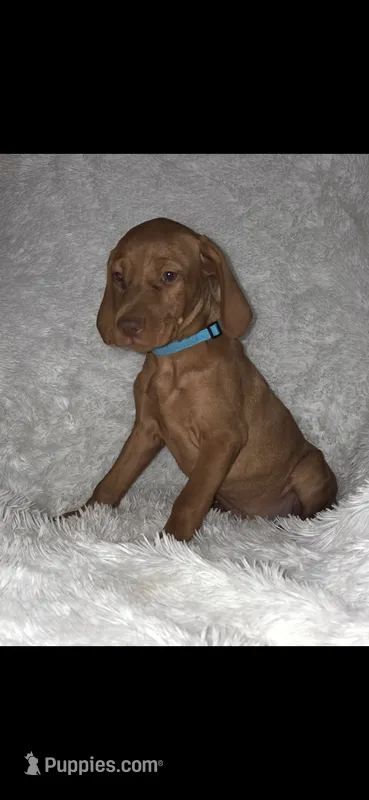 Little Harley – Vizsla puppy for sale in Roanoke, VA