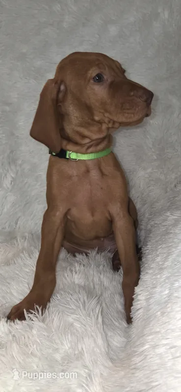 Male #1 – Vizsla puppy for sale in Roanoke, VA