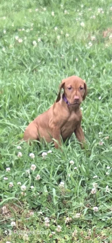 Female #2 – Vizsla puppy for sale in Roanoke, VA