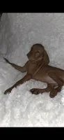 Male #1, a male Vizsla for sale in Roanoke, VA – 7 of 9